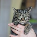 Adorable tabby kitten being gently held indoors for a cozy portrait.
