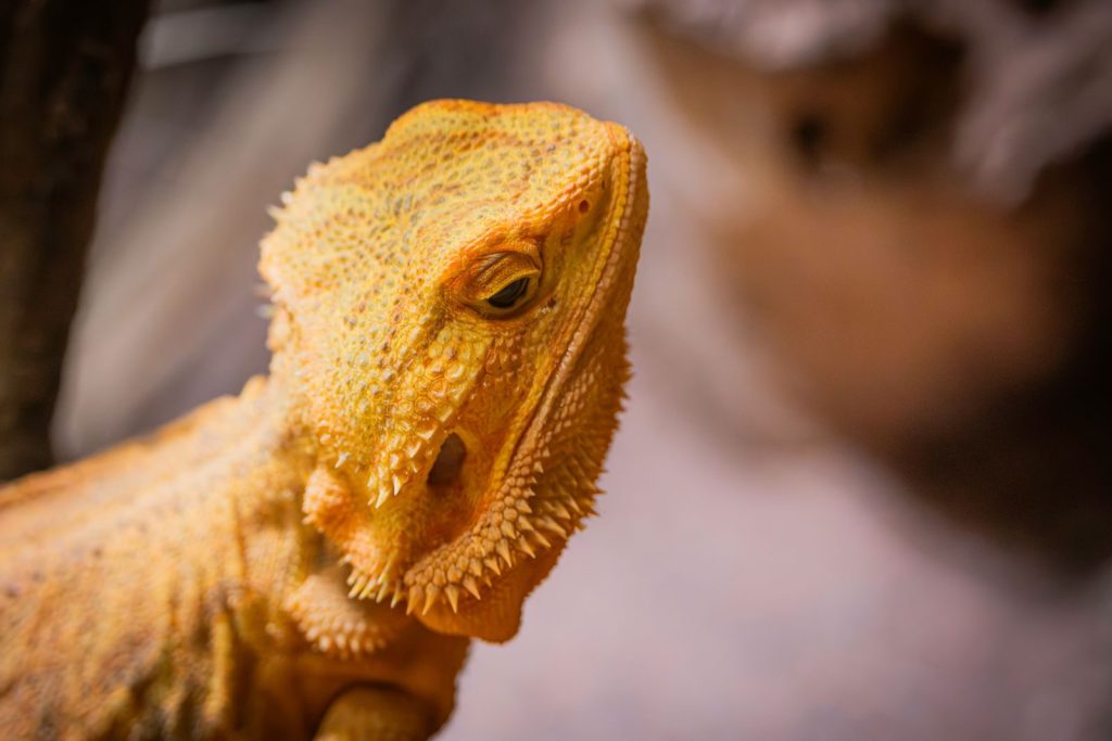 Detailed close-up of a bearded dragon lizard. The intricate texture of its scales is highlighted in natural light.