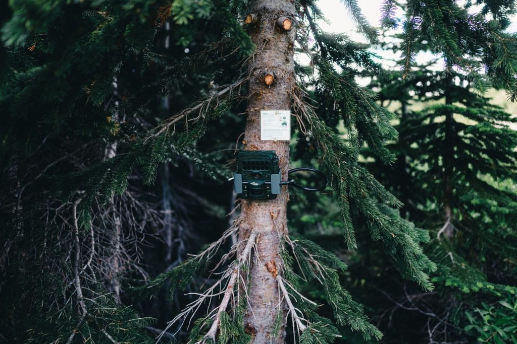 A forest camera is mounted on a tree in Jasper, Canada, surrounded by lush greenery.