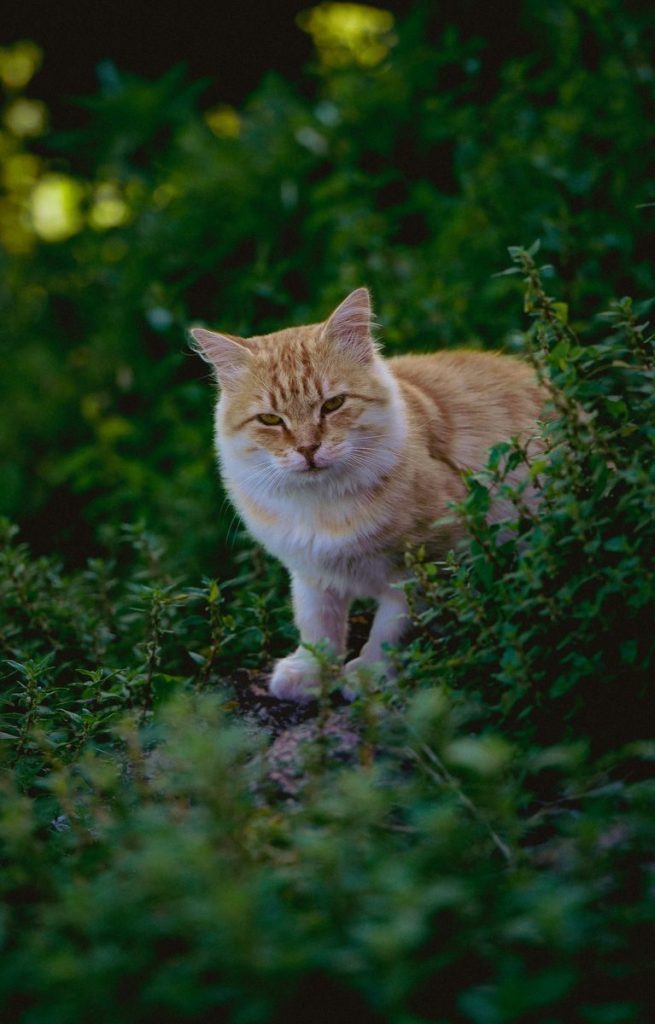 Curious ginger cat exploring the lush greenery in a serene outdoor setting.