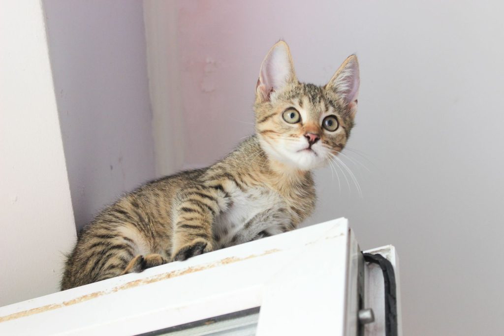 A cute tabby kitten with big eyes sitting on a window ledge indoors, looking curious.