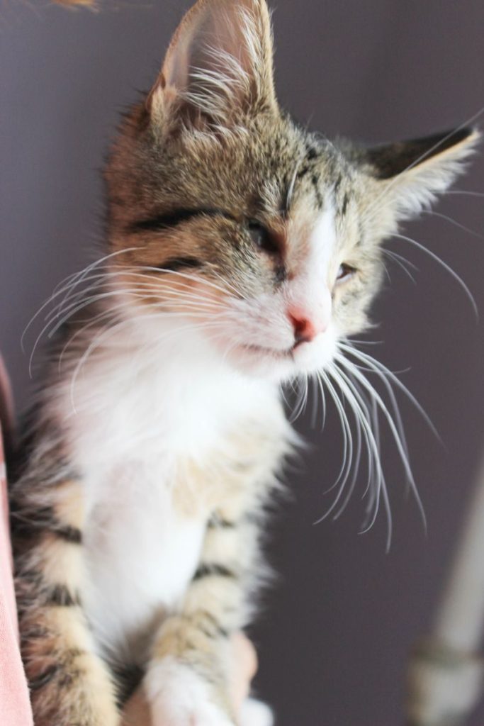 Close-up portrait of a fluffy tabby kitten looking serene indoors.