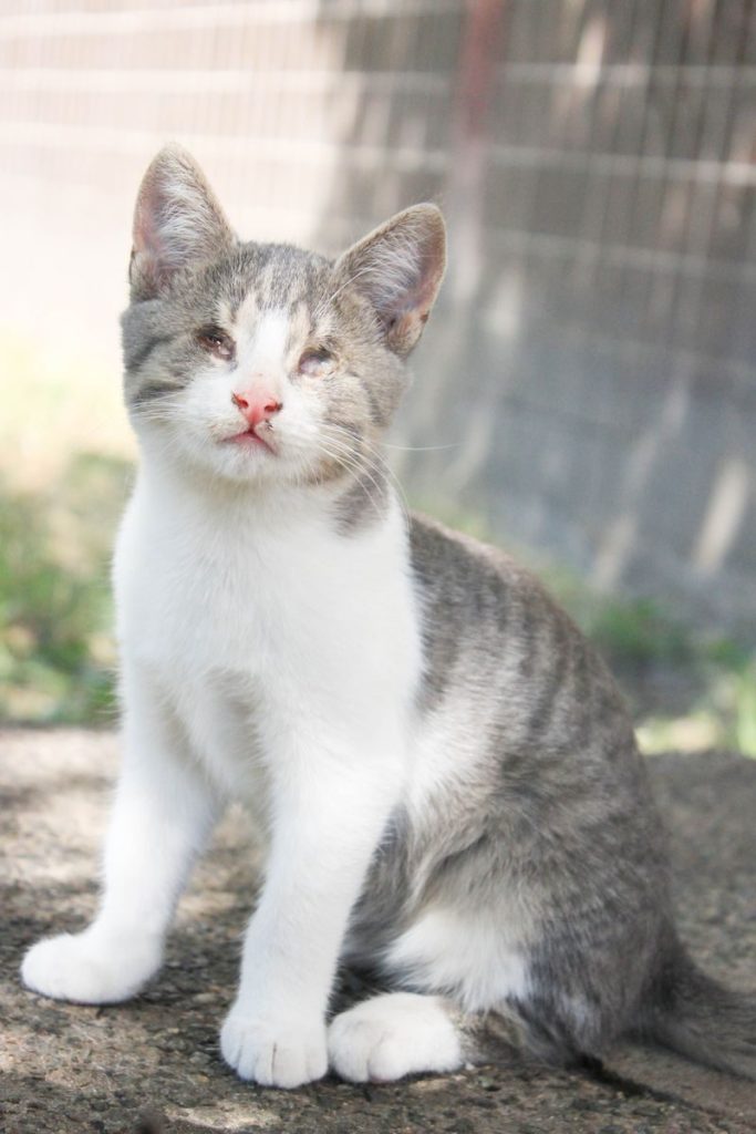 A cute gray and white kitten sitting on a sunny day outdoors.