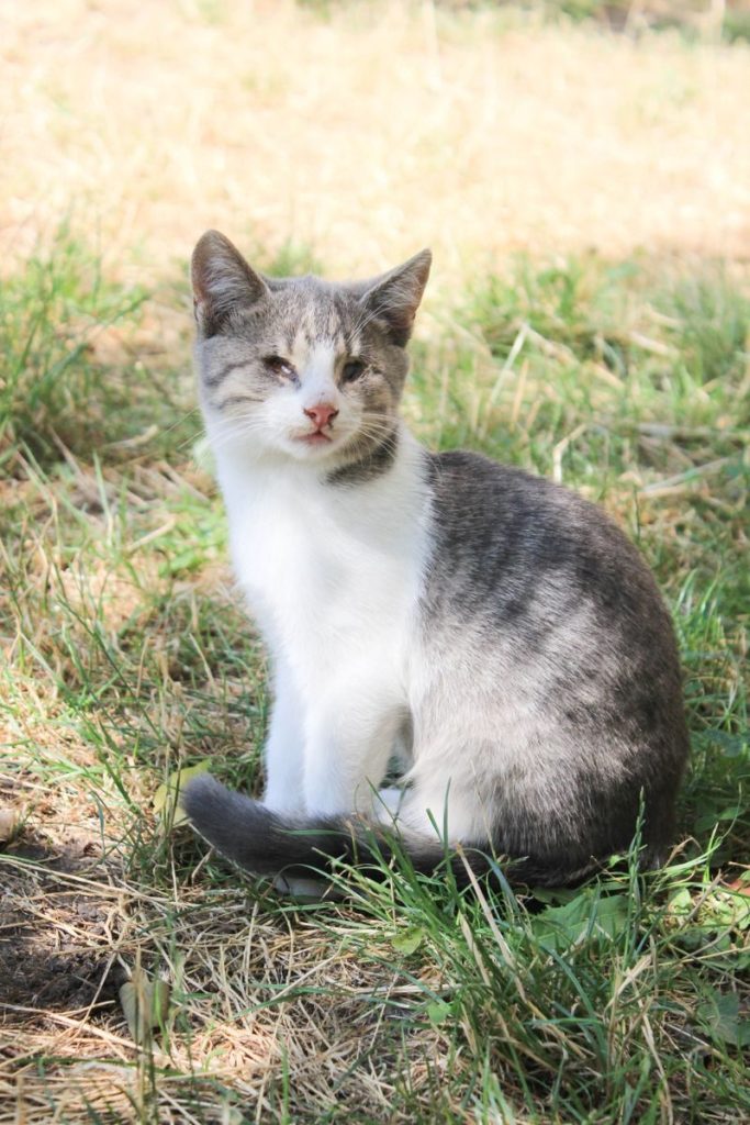 A serene gray and white cat sits in sunny grass, enjoying the day.