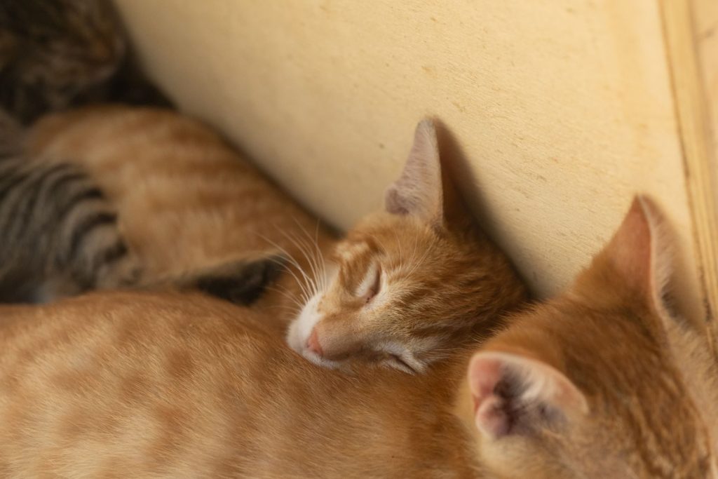 Tender moment of kittens sleeping closely together indoors, capturing warmth and tranquility.