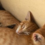 Tender moment of kittens sleeping closely together indoors, capturing warmth and tranquility.