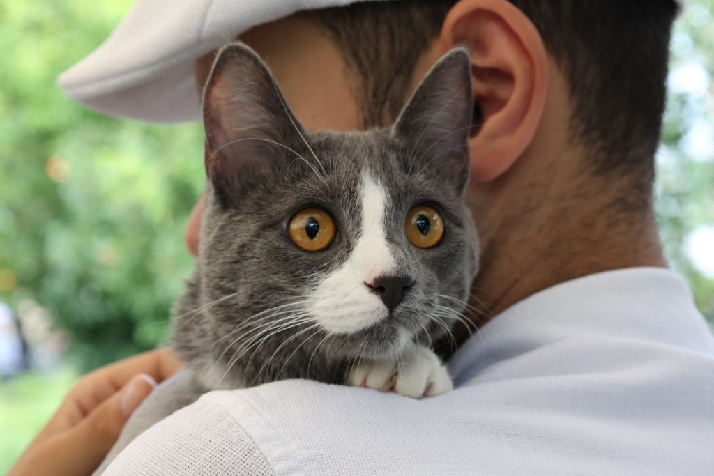 Charming gray cat with bright eyes resting on owner’s shoulder in a sunny park.