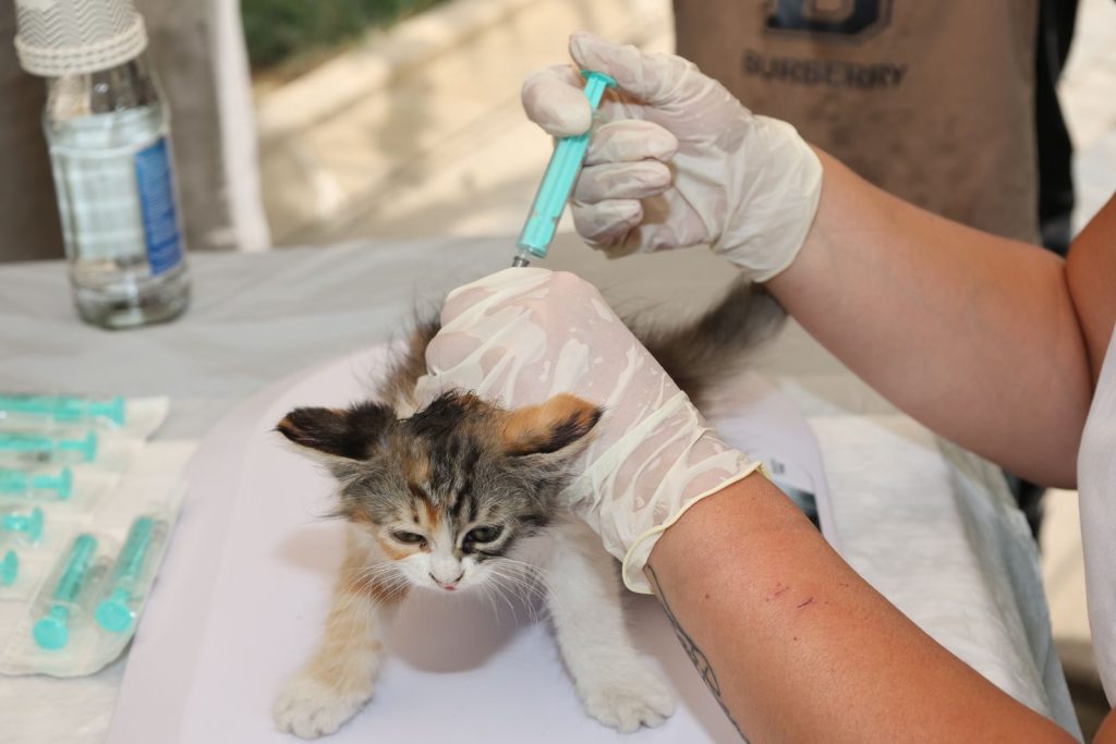 A kitten receiving a vaccination shot from a vet outdoors, highlighting pet care and animal welfare.