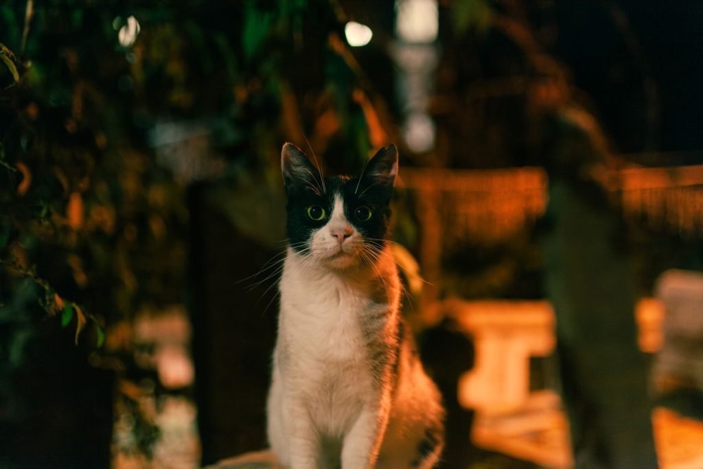 An adorable black and white cat is captured in a vibrant Istanbul night scene, exuding urban charm.