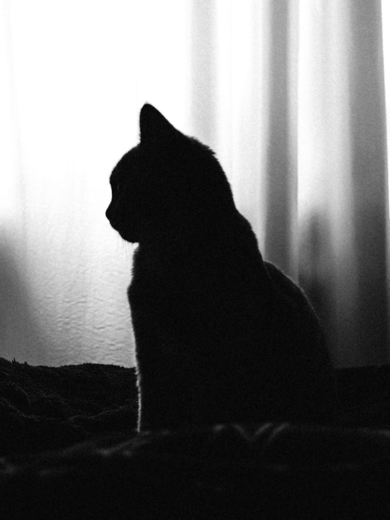 Artistic black and white cat silhouette against a bright curtain, creating a moody effect.