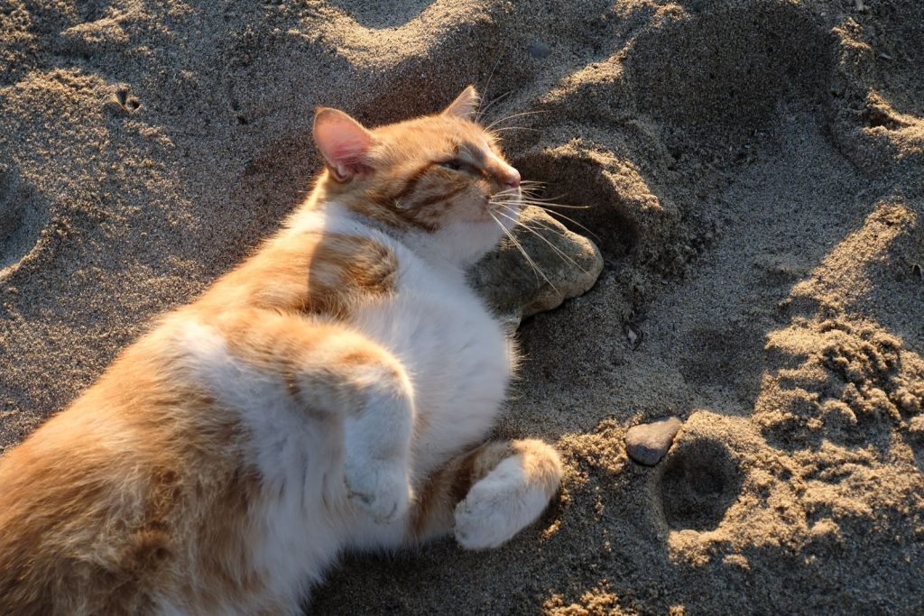 A ginger and white cat enjoying the sunlight on a sandy beach.