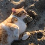 A ginger and white cat enjoying the sunlight on a sandy beach.