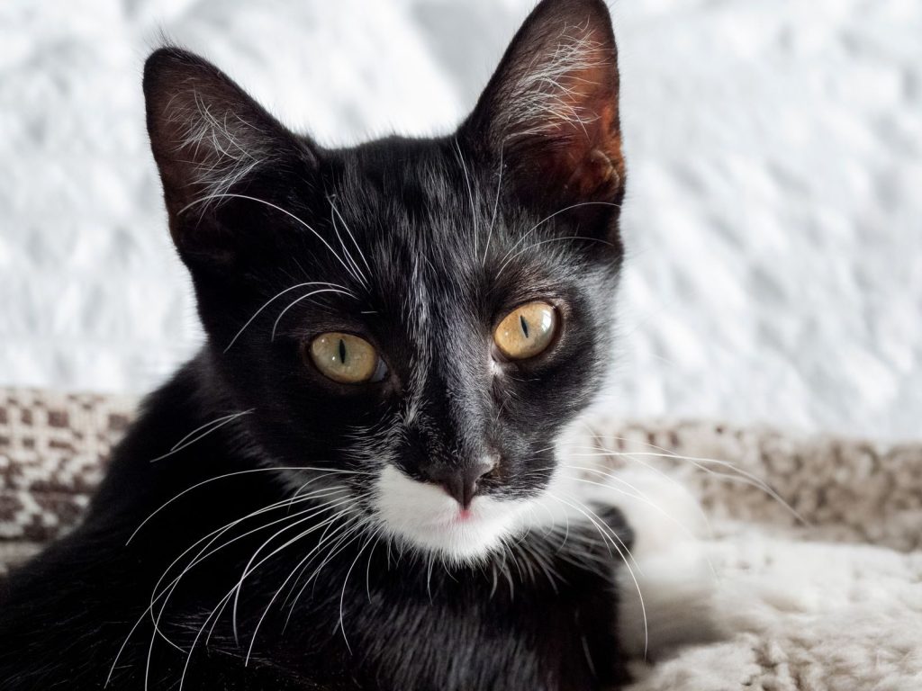 Close-up of a cute black and white kitten with amber eyes, lying indoors.