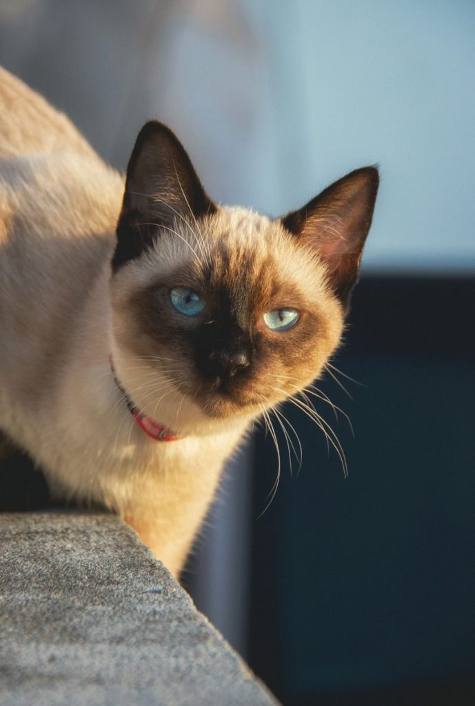 A Siamese cat with striking blue eyes and a pink collar gazing intently, showcasing its beauty.