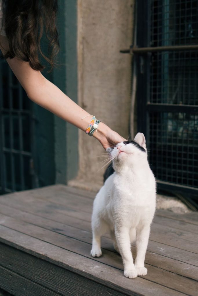 A peaceful scene of a woman gently petting a white cat on a deck in Istanbul.