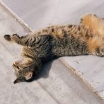 A tabby cat lies comfortably on a marble surface, basking in the warm sunlight outdoors.