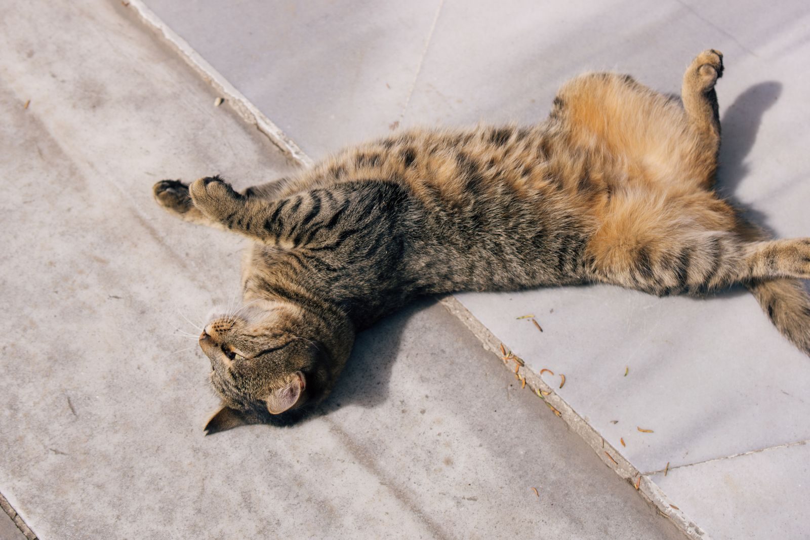 A tabby cat lies comfortably on a marble surface, basking in the warm sunlight outdoors.