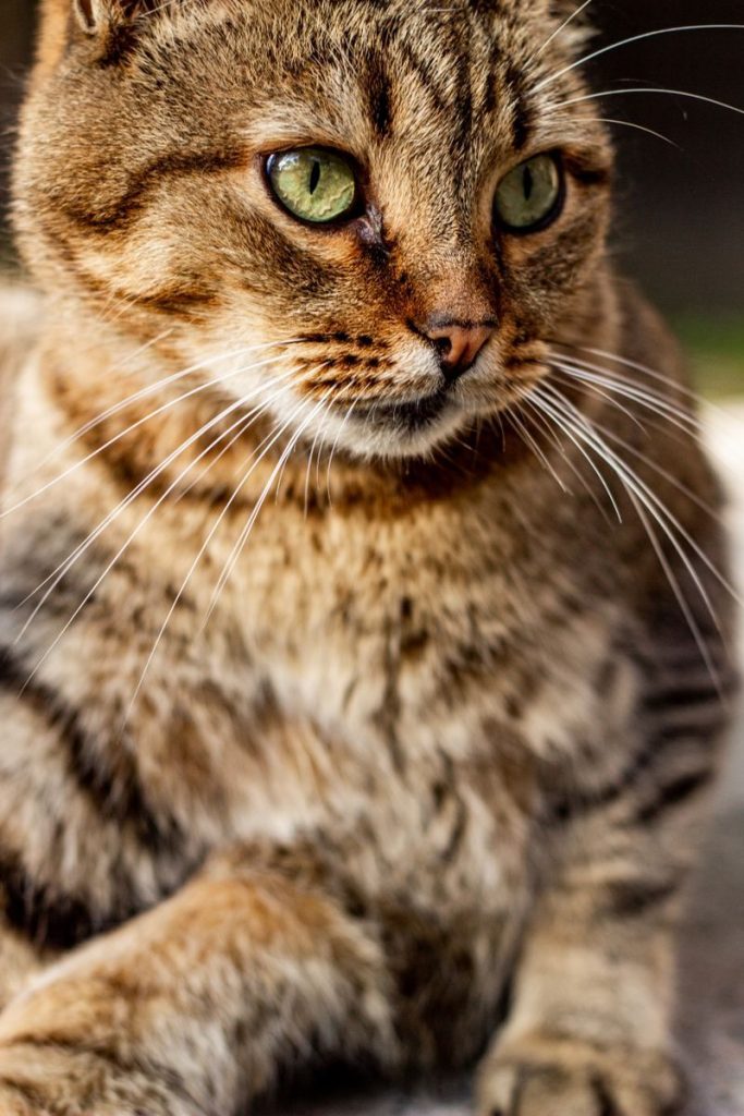 Portrait of a tabby cat with striking green eyes in natural light. Ideal for pet and animal lovers.