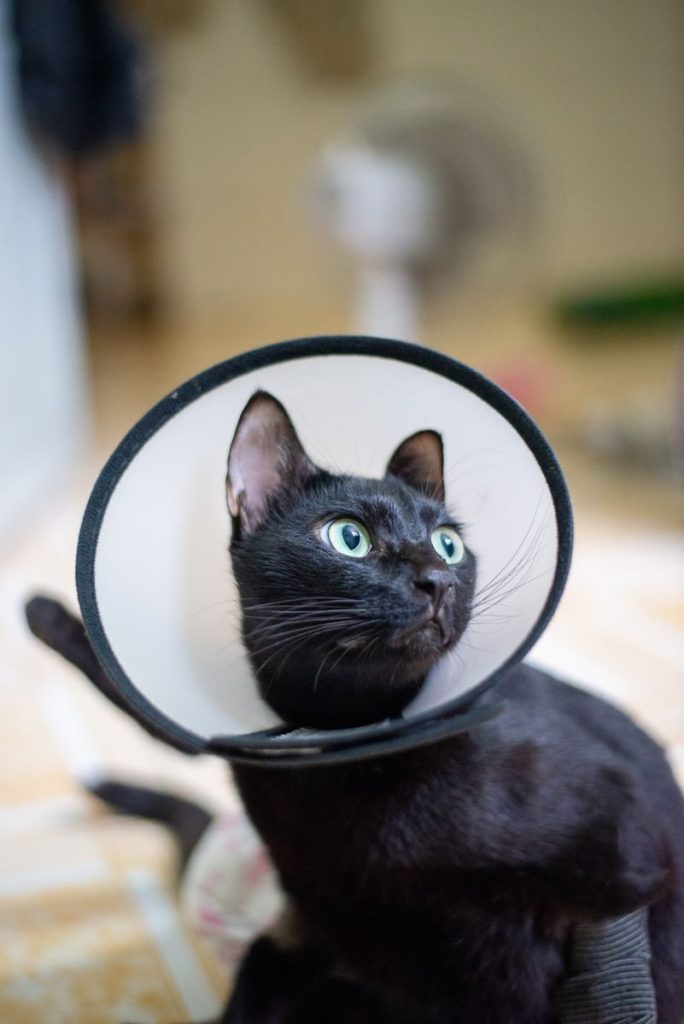 A curious black cat with an e-collar rests indoors, gazing upwards.