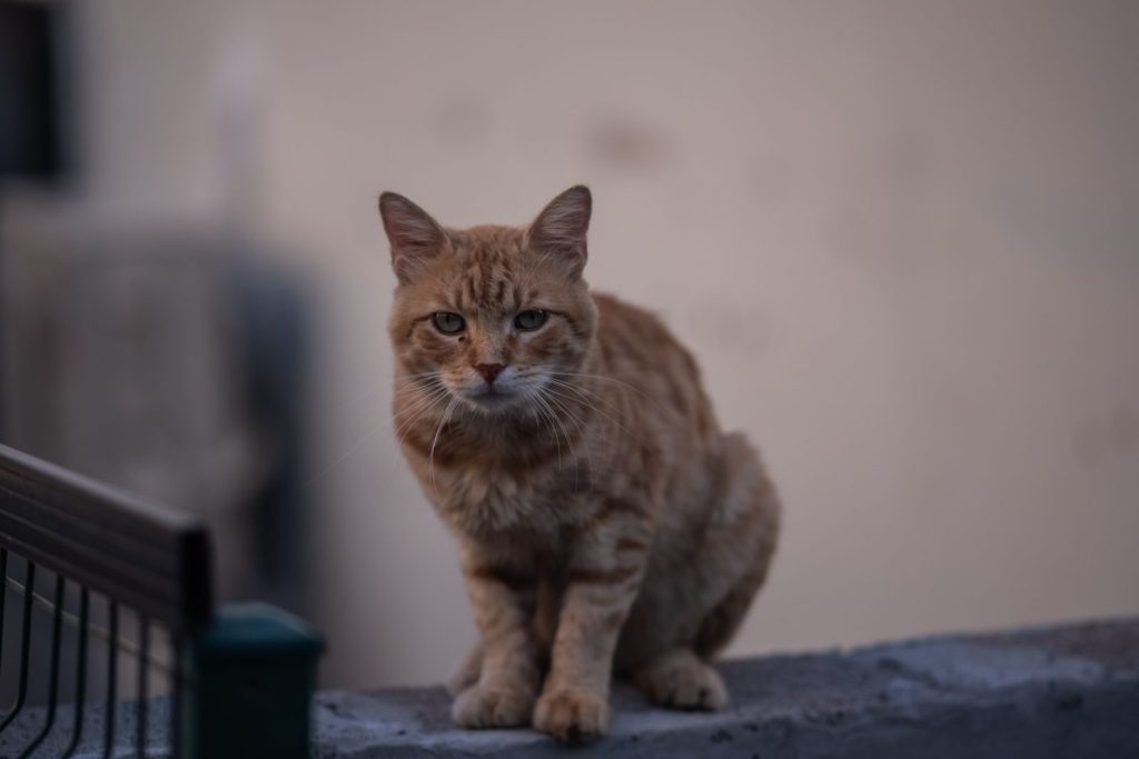 A charming ginger cat sits on a wall outdoors in İzmir, showcasing its striking fur and calm demeanor.