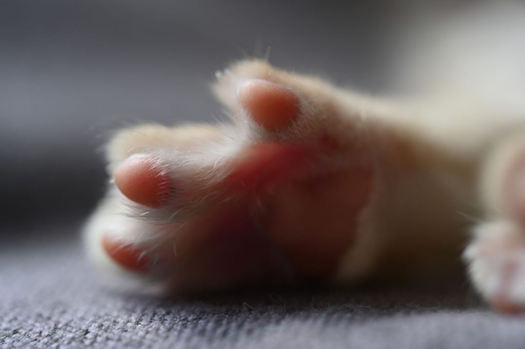 Close-up image of a kitten's soft, delicate paw resting on a cozy fabric surface.