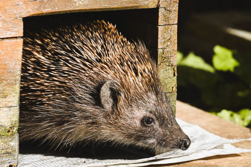 A detailed photograph of a hedgehog peeking out from a wooden shelter in a garden setting.