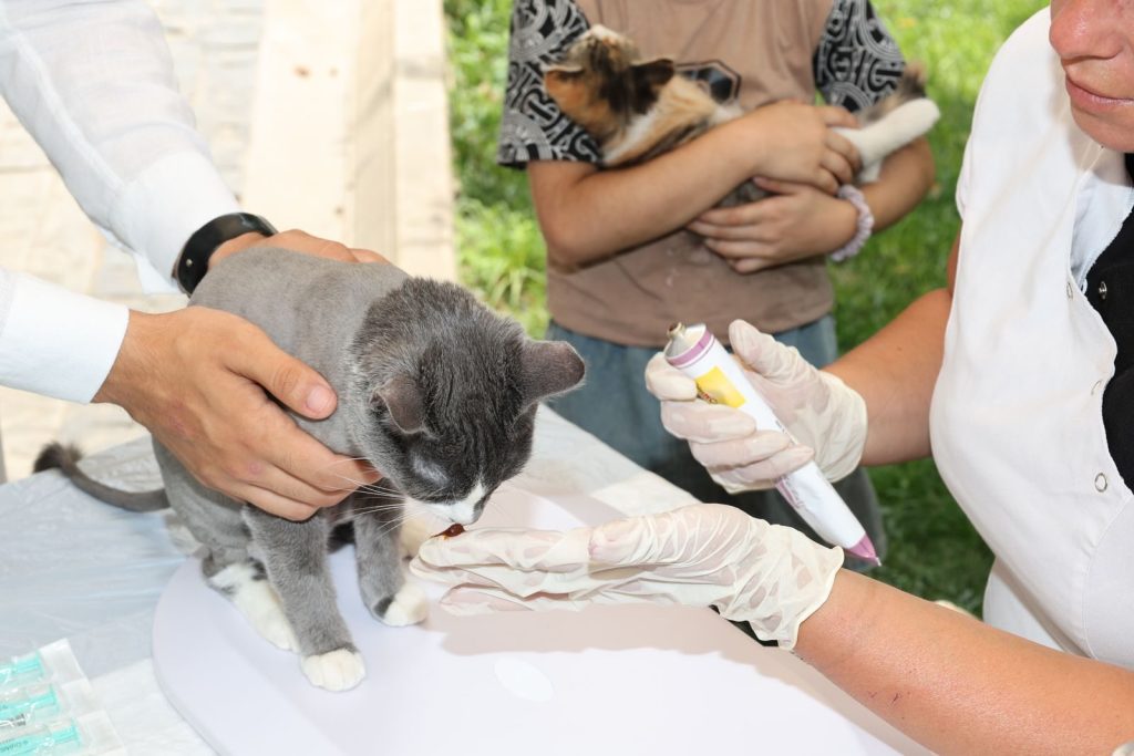 Veterinarian attending to a cat with medical gel in a garden setting with gloves and patient.