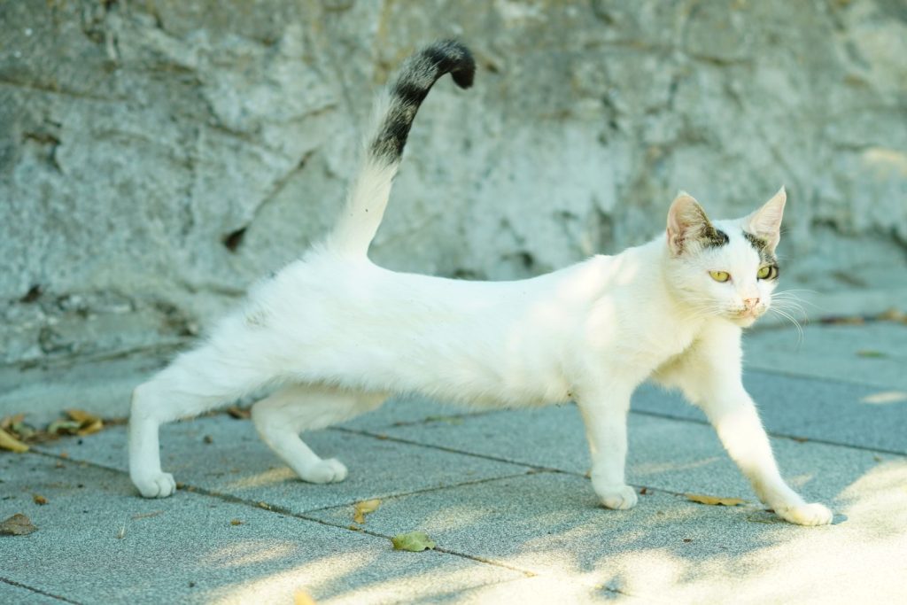 A playful white cat with black markings stretches on a sunny pavement in an outdoor setting.