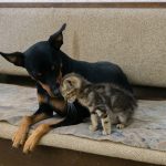 A heartwarming scene of a kitten and dog sharing a moment on a sofa in Ohrid.