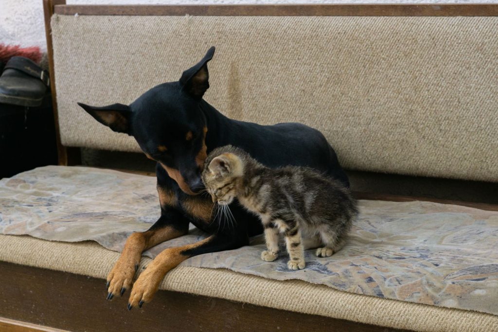 A heartwarming scene of a kitten and dog sharing a moment on a sofa in Ohrid.