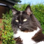 Close-up of a black and white Maine Coon cat enjoying a sunny day in a garden.