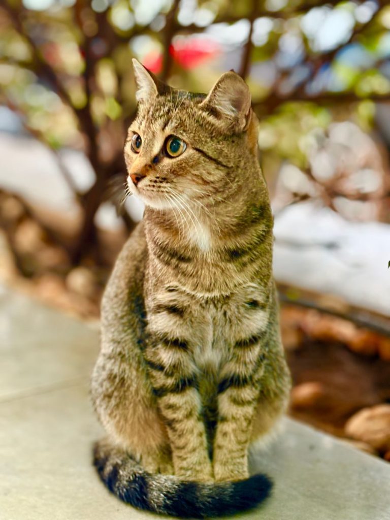 Vibrant street cat in Istanbul, showcasing distinctive tabby pattern and alert posture.