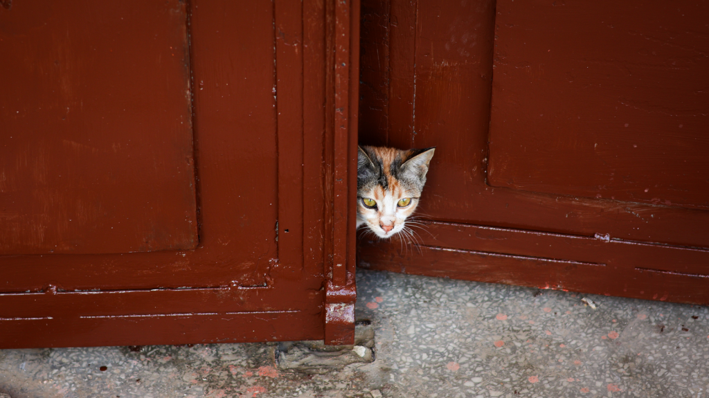 A calico cat peeks through a slightly open red wooden door, showcasing curiosity and alertness.