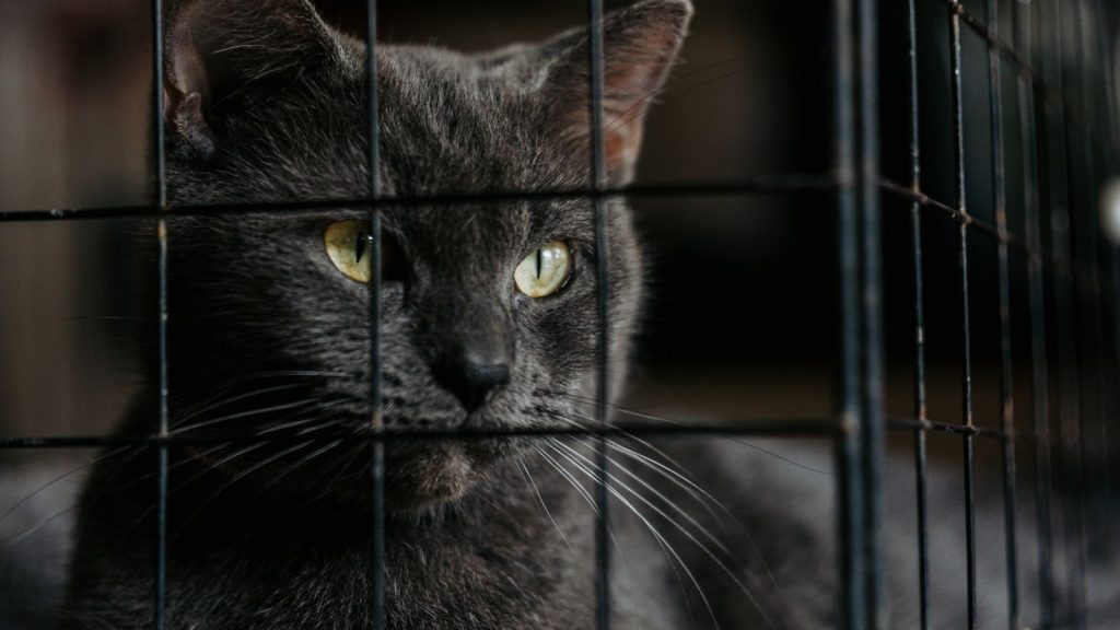 Close-up of a gray cat with yellow eyes looking through a cage, conveying a sense of curiosity.