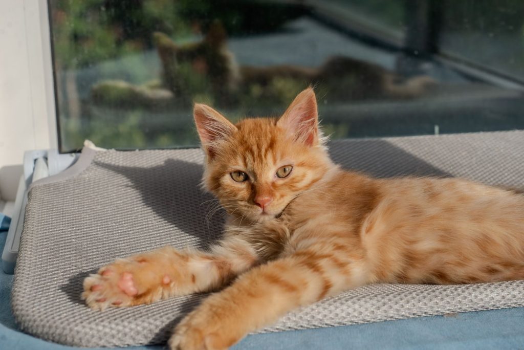 A cute ginger kitten stretches comfortably on a sunny indoor mat, enjoying a warm and serene day.