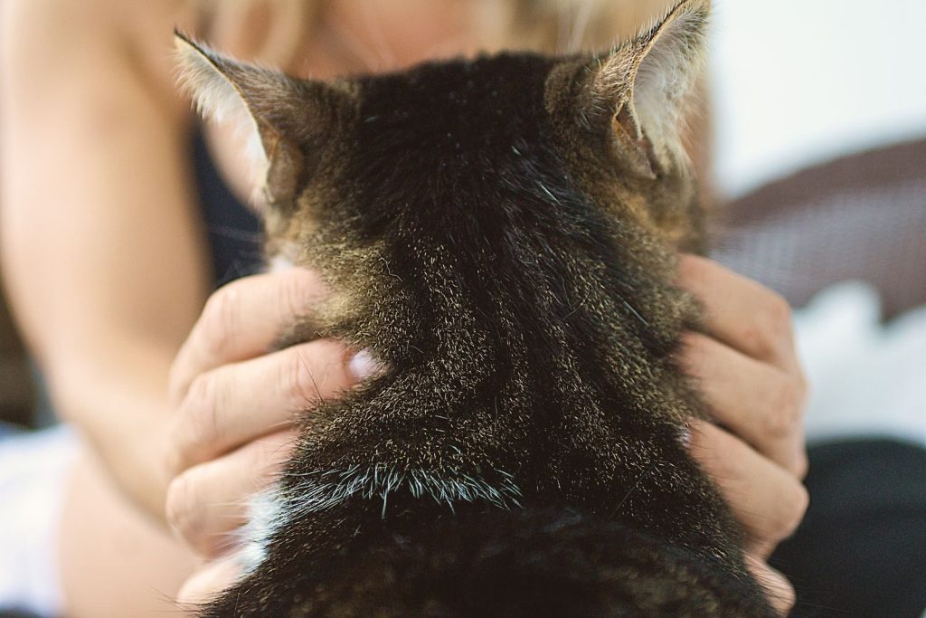 A cozy moment showing a person gently petting a domestic cat, emphasizing companionship and comfort.