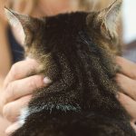A cozy moment showing a person gently petting a domestic cat, emphasizing companionship and comfort.