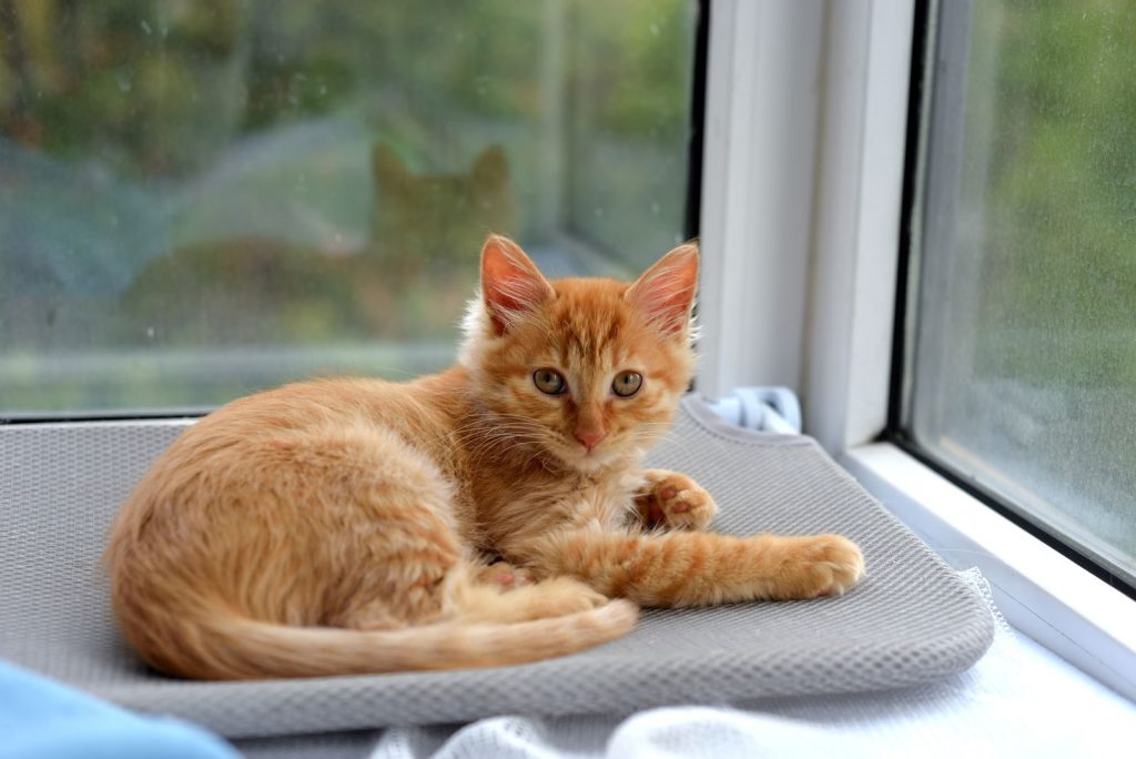 Adorable ginger kitten relaxing by a window with a peaceful outdoor view.