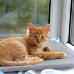 Adorable ginger kitten relaxing by a window with a peaceful outdoor view.