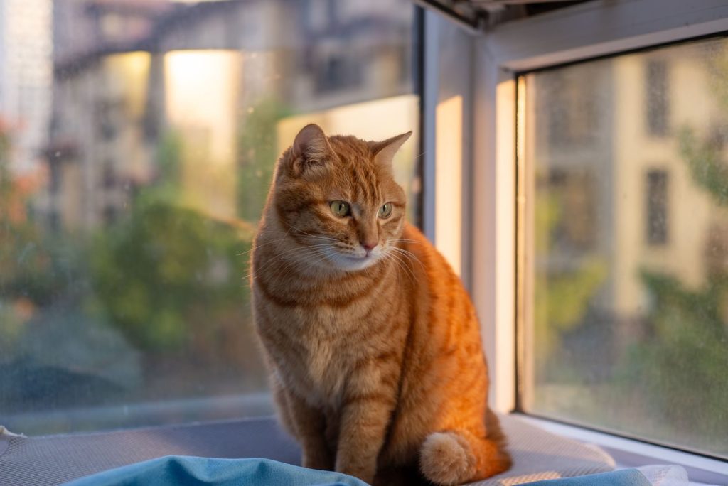 A ginger cat with striking green eyes sits by a sunlit window, embodying curiosity and calmness.