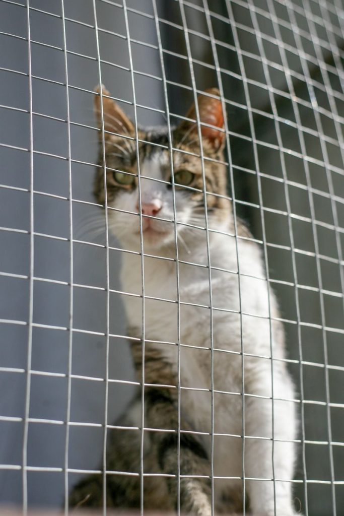 Close-up of a striped domestic cat sitting behind a wire fence looking out.