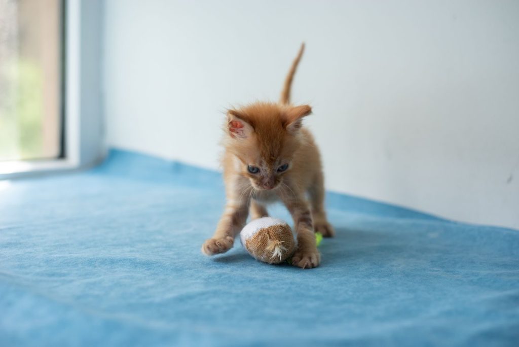 Adorable ginger kitten playing with a toy ball on blue surface indoors.