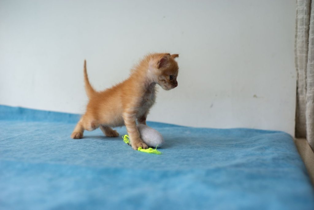 Adorable orange tabby kitten playing with toy mouse on a blue blanket indoors.