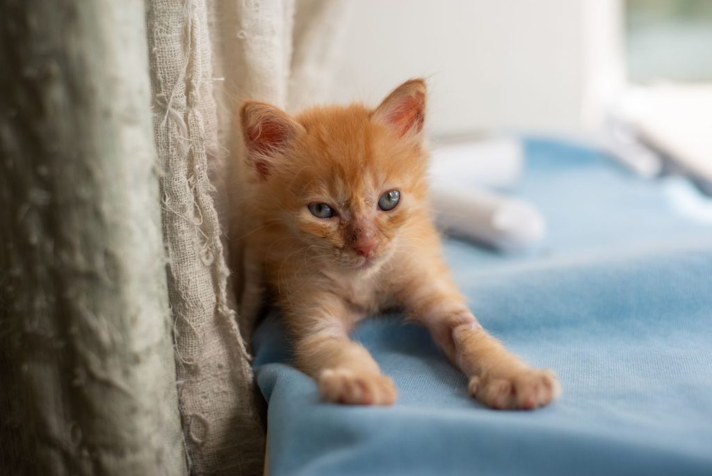 Cute ginger kitten with blue eyes lounging on a soft blue blanket indoors.