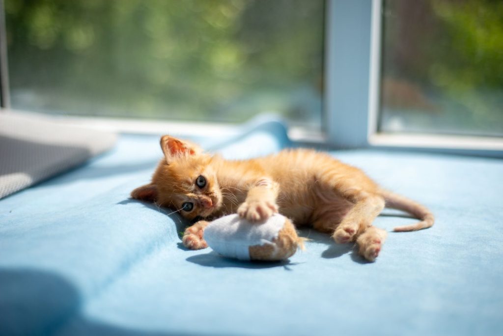 Adorable ginger kitten playing with a toy on a sunny day, enjoying the warmth and comfort of a cozy indoor setting.