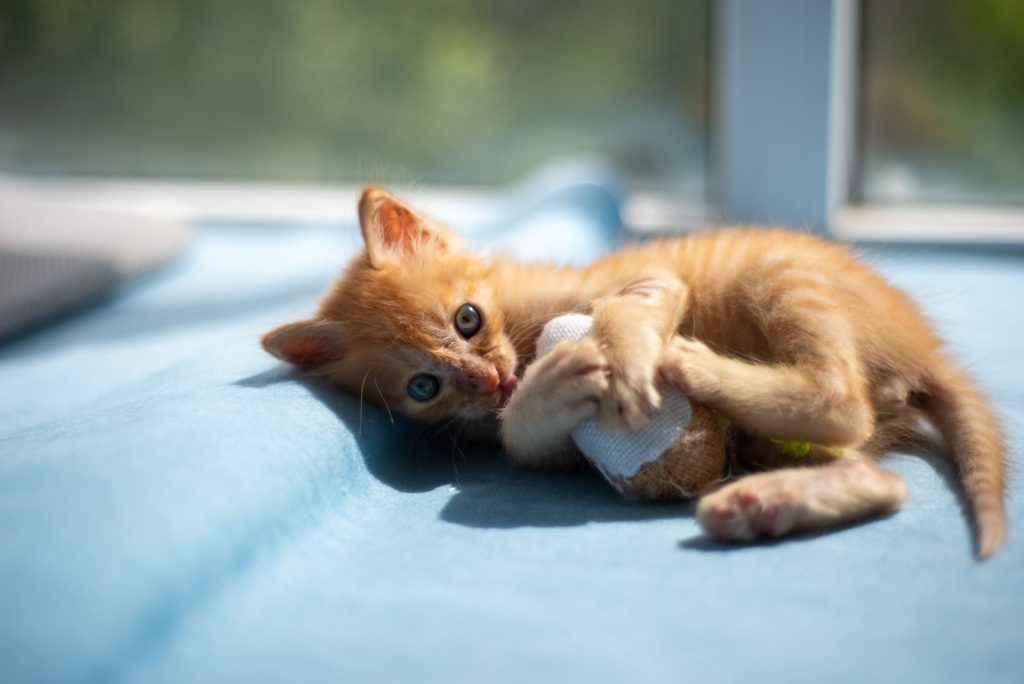 A playful orange kitten lies on a sunlit blue blanket indoors, capturing a toy in its paws.