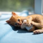 A playful orange kitten lies on a sunlit blue blanket indoors, capturing a toy in its paws.