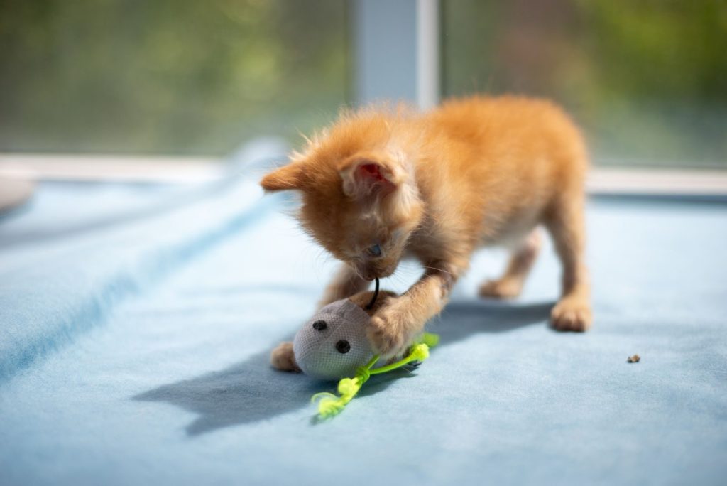 Cute kitten playing with a toy mouse on a soft blue blanket in bright sunlight.
