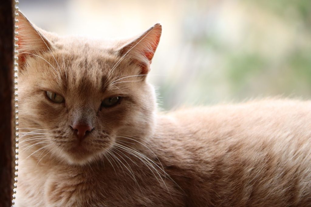 A serene ginger cat sitting by a window, enjoying the view.
