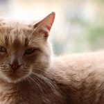 A serene ginger cat sitting by a window, enjoying the view.